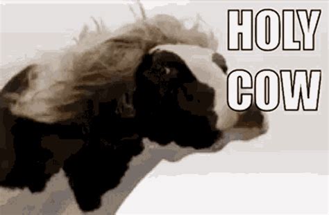 holy cow gif|holy cow Memes & GIFs .